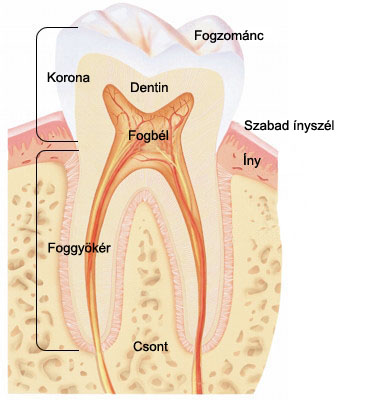 fórum dental fogászat ügyelet debrecen fogfehérítés